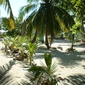 Lime Caye palms 2