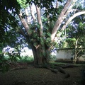 Apartment - Guanacaste Tree