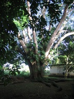 Apartment - Guanacaste Tree 2