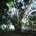 Apartment - Guanacaste Tree 2