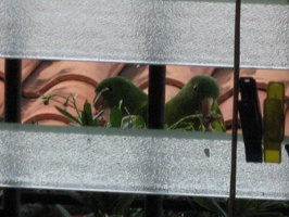 Parakeets eating